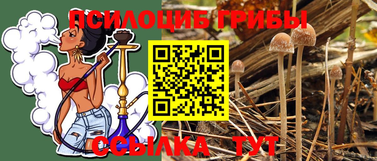 Ишимбай  Псилоцибиновые грибы Cubensis  Галлюциногенные грибы Psilocybine cubensis  Вход с VPN 